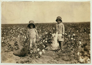 Children picking cotton in maurice cotton fields