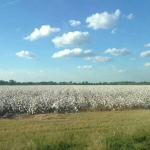 Cotton fields in Maurice Louisiana, ready for harvest.