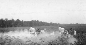 Mule teams applying powdered insecticide over cotton crops in Maurice Louisiana.