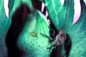 Boll weevil on a cotton plant, a pest that devastated cotton crops in Maurice Louisiana.